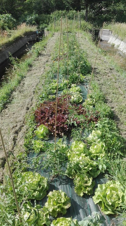 entre les bassins, les salades sont prêtes !