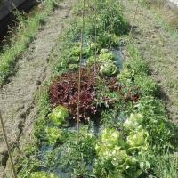 entre les bassins, les salades sont prêtes !