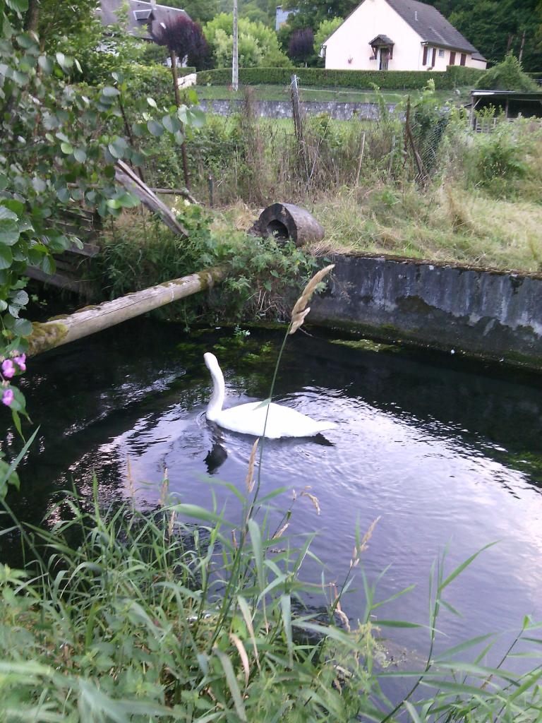 cygne en visite