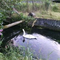 cygne en visite